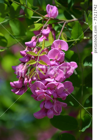 紅紫假金合歡 紅紫假金合歡 7521742