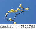 Lobai flower 7521768