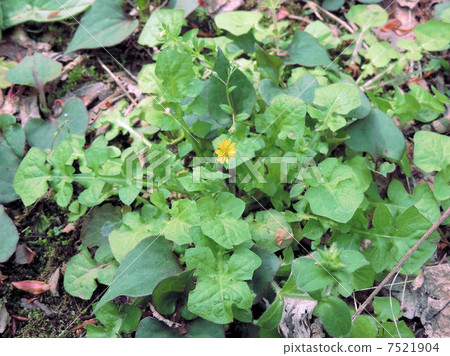 Konita Birako / Akatsuka Park 7521904