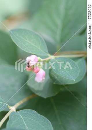 Sekkokoboku flower Sekkokoboku flower 7522062