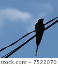 Swallow  7522070