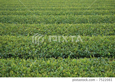 Tea plantation Tea plantation 7522081