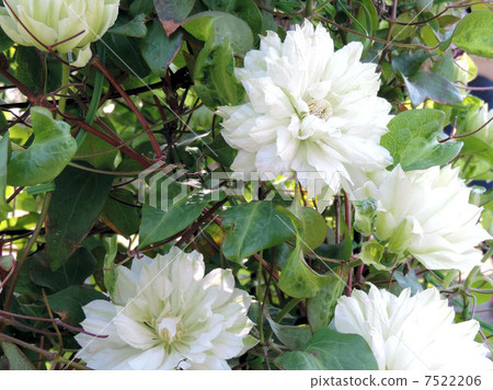 Clematis (white) / Ashaka Flower Park Clematis (white) / Ashaka Flower Park 7522206