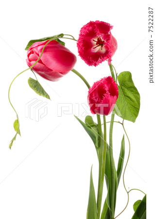 Tulips and convolvulus 7522287