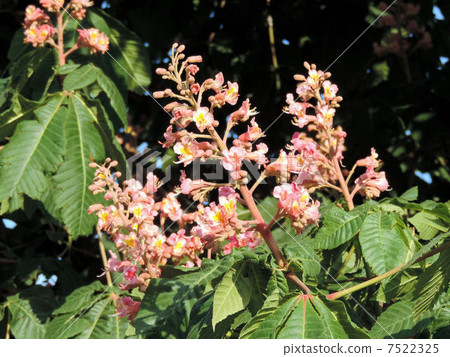 Maronie / Ashikaga Flower Park 7522325