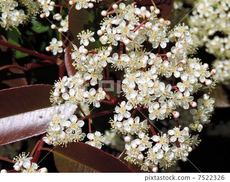 Red Robin Flower / Northeast Road Hanyu IC 7522326