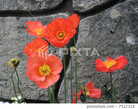 Hinagishi / Gotanda 7522328