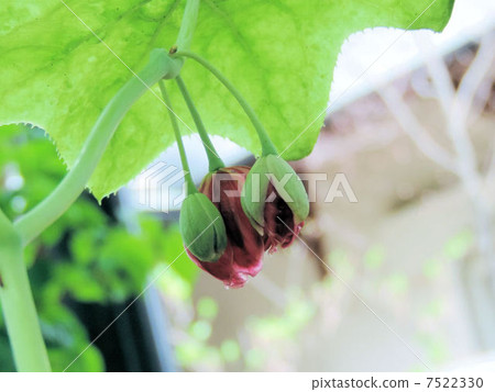 Hakakuren / Hakone gakuzaki 7522330