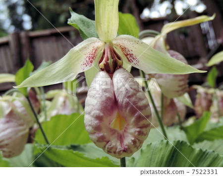 Kumagaiishou / Hakone gakazaki 7522331