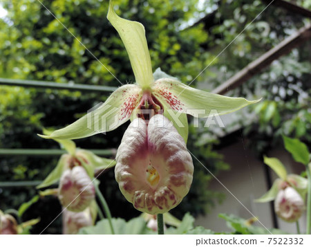 Kumagaiishou / Hakone gakazaki 7522332