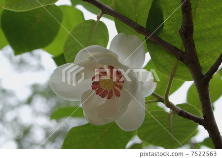 Ooyama Lenge Oyama Renka Miyama Lange Magnolia sieboldii ssp.j Ooyama Lenge Oyama Renka Miyama Lange Magnolia sieboldii ssp.j 7522563