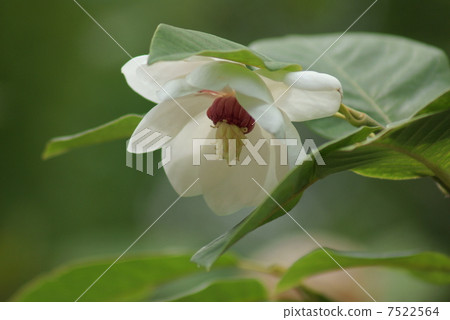 Ooyama Lenge Oyama Renka Miyama Lange Magnolia sieboldii ssp.j 7522564
