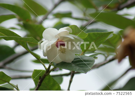 Ooyama Lenge Oyama Renka Miyama Lange Magnolia sieboldii ssp.j Ooyama Lenge Oyama Renka Miyama Lange Magnolia sieboldii ssp.j 7522565