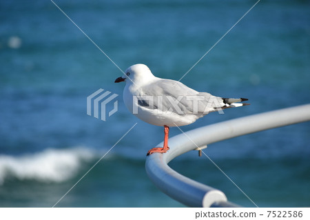 Seagull 7522586