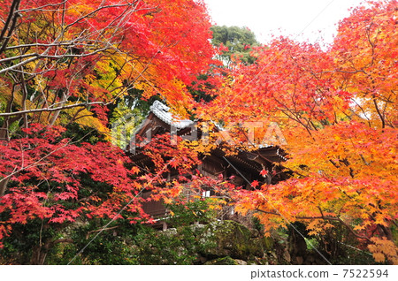 Fall of Kyoto Katsukushiji 7522594