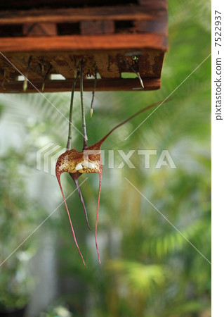 Dracula Bella 7522937