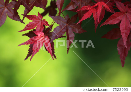 Chishiomomiji Chishiomomiji 7522993