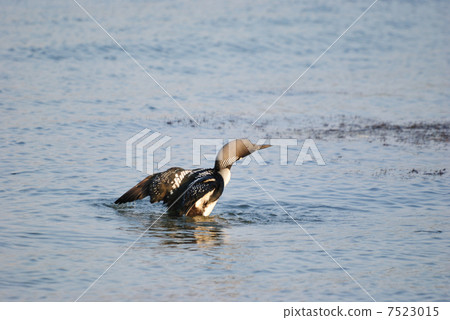 Shiroleio Oham 7523015