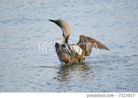 Shiroleio Oham 7523017