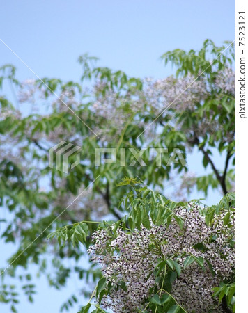 Sundanese flowers in the early summer 7523121