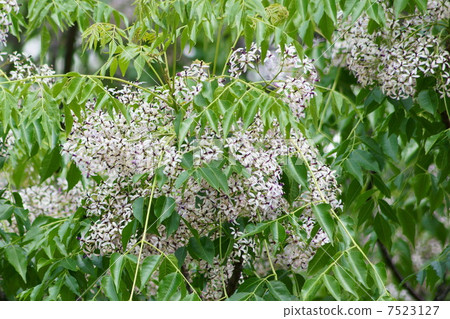 Sundanese flowers in the early summer Sundanese flowers in the early summer 7523127