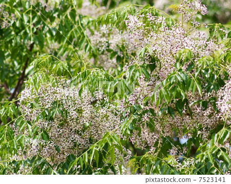Sund他人在初夏開花 Sund他人在初夏開花 7523141