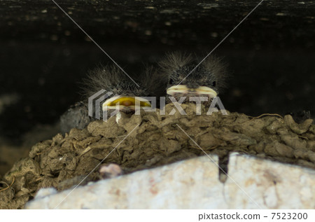 Tsubame的寶貝 7523200