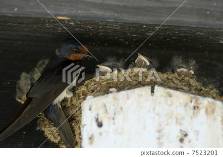 Tsubame的父母子女 7523201