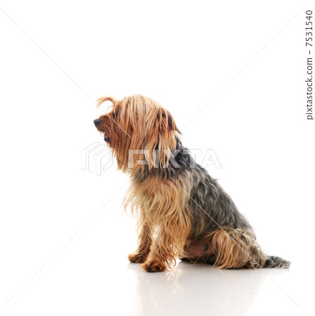Dog Dog 7531540