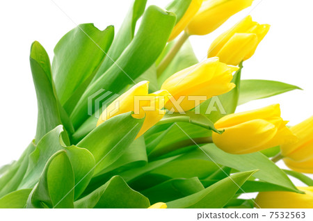 Tulips Tulips 7532563