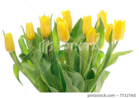 Tulips Tulips 7532568