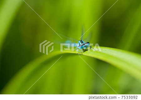 blue dragonfly blue dragonfly 7533092