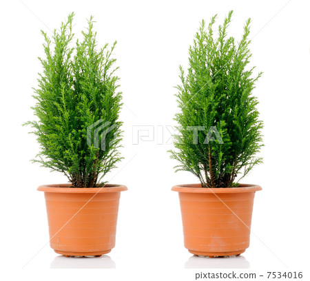 Domestic cypress Domestic cypress 7534016