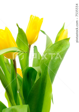 Tulips Tulips 7535554