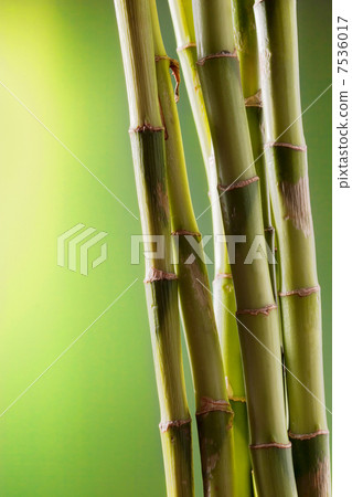 Old bamboo 7536017
