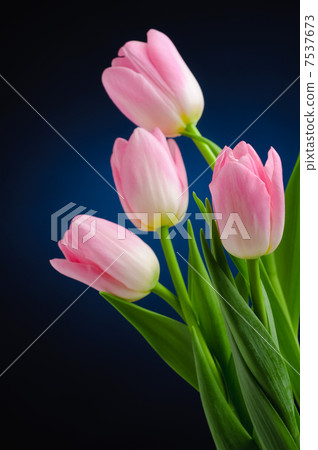 Pink tulips. Pink tulips. 7537673