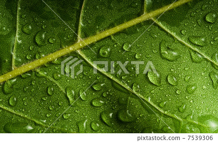 Leaf Leaf 7539306