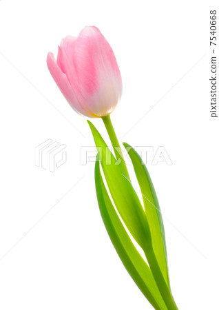 Tulip Tulip 7540668