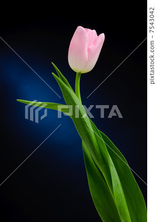 Tulip 7543042