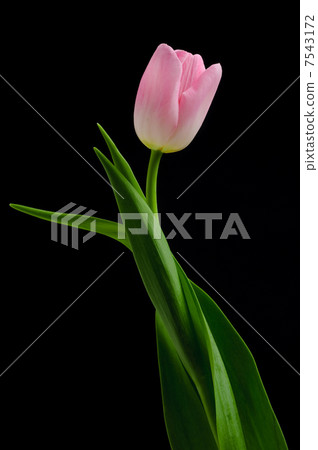 Tulip Tulip 7543172
