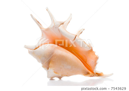 Seashell Seashell 7543629