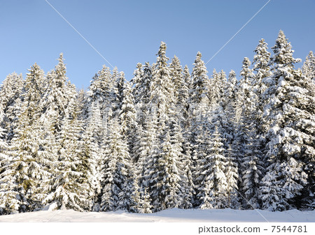 winter snow covered fir trees on mountainside on blue sky background winter snow covered fir trees on mountainside on blue sky background 7544781