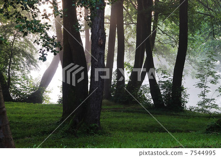 Fog and trees 7544995