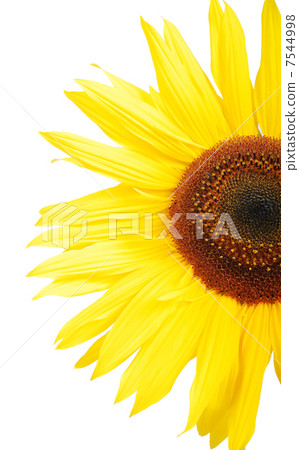 Beautiful yellow flower, colorful sunflower Beautiful yellow flower, colorful sunflower 7544998