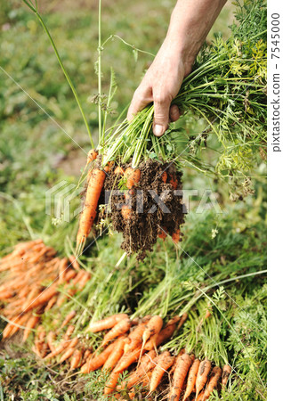 Collecting harvest in autumn: orange carrot from the ground 7545000