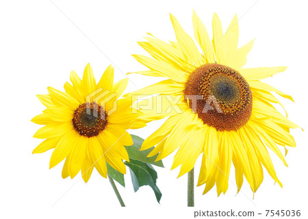 Beautiful yellow flower, colorful sunflower Beautiful yellow flower, colorful sunflower 7545036
