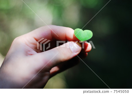 Heart shaped plant in the male hand 7545050