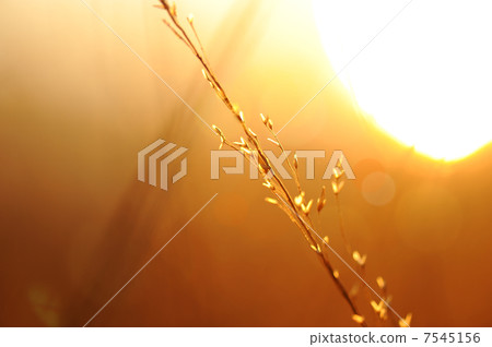 Field flower and weed at summer sunset Field flower and weed at summer sunset 7545156