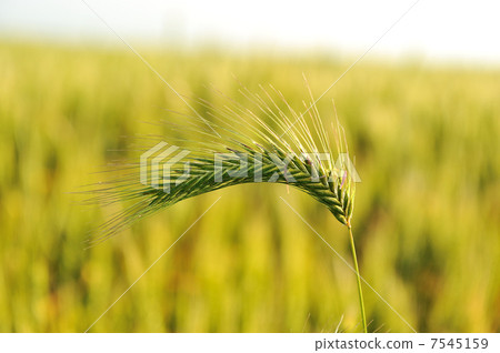 Wheat Wheat 7545159