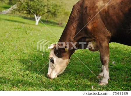 Cow eating grass Cow eating grass 7545189